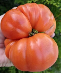 Certified Organic Vegetable Seeds for Planting Outdoors - 13 Seed Variety Pack of Veggie Heirloom Seeds Non GMO Organic Non Hybrid Open Pollinated for Home Garden - Tomato, Broccoli, Carrots, Fruit 41 71cNbQwmEuL