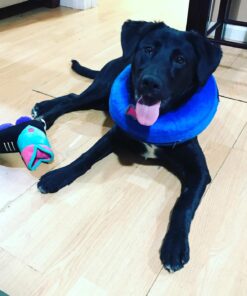 KONG - Cloud Collar - Plush, Inflatable E-Collar - For Injuries, Rashes and Post Surgery Recovery - For Medium Dogs/Cats Standard Packaging 37 71cPWVRJUL