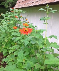 Outsidepride Tithonia Speciosa Red Mexican Sunflower Garden Cut Flowers - 1000 Seeds 57 71cRKoiQCSL