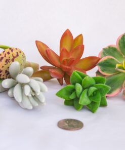 FATPLANTS 10 Living Succulent Cuttings 42 71cSmgeA49L