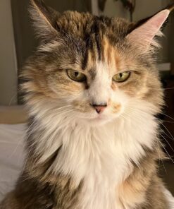 Wellness Kittles Crunchy Natural Grain Free Cat Treats, Salmon & Cranberry, 2-Ounce Bag 2 Ounce (Pack of 1) 34 71cT8JKbbL 1