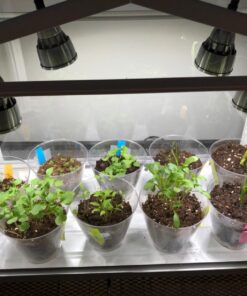 (12) Variety Pack Herb Garden Seeds | Basil, Cilantro, Parsley & More | ~4,000 Non GMO Heirloom Seeds | Survival Food for Survival Kits Gardening Gifts & Emergency Supplies by Open Seed Vault Herb Kit 12 pack 31 71cUN7CHWRL 3