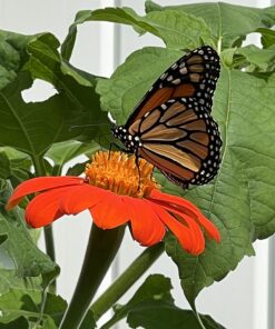 Outsidepride Tithonia Speciosa Red Mexican Sunflower Garden Cut Flowers - 1000 Seeds 41 71cUbDEZLmL