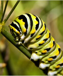 Seed Needs, Swamp Milkweed Seed Packet Collection (2 Varieties of Asclepias for Planting and Attracting Monarch Butterflies) Heirloom, Untreated & Open Pollinated 24 71cUgnpIVfL
