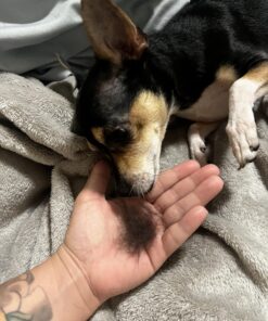 SleekEZ Original Deshedding Grooming Tool for Dogs, Cats & Horses - Undercoat Brush for Short & Long Hair - Painlessly Remove 95% of Loose Hair, Fur & Dirt - Easy to Clean - USA Made - (2.5 inch) 2.5 Inch (Pack of 1) 38 71cVz1mCZaL 1