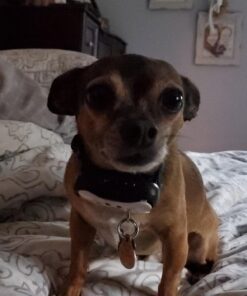 Humane Dog Bark Collar 2 Pack | Anti Barking Training Collar | Vibrating, No Shock Stop Barking for Small Medium Large Dogs | Excessive Barking Pet Corrector, (Battery) Orange & Blue Battery 32 71cXSTlShML