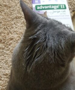 Alternative view of Advantage II Flea Control Large Cat (for Cats Over 9 lbs.) - 2 Month