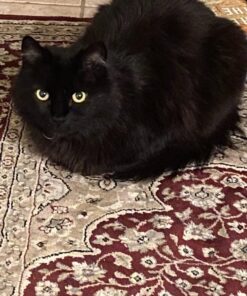 Cat-Man-Doo Extra Large Dried Bonito Flakes Treats for Dogs & Cats - All Natural High Protein Flakes - 4oz. / 112g Bag 4 Ounce (Pack of 1) 33 71chzkE1y0L