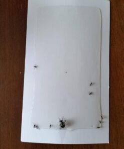 Gardner - Fly Traps Indoor for Home, Indoor Bug Trap, Plug in Bug Catcher Indoor, Fly Catcher Indoor, Gnat Traps for House Indoor Plug in, Fruit Fly Traps for Indoors, Flying Insect Trap Indoor(Grey) Light Grey 30 71cj6wOF1HL