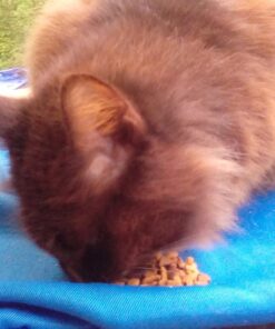 Purina ONE Natural Cat Food for Hairball Control, +PLUS Hairball Formula - 16 lb. Bag Chicken 16.00 Pound (Pack of 1) 45 71ckmScfgfL