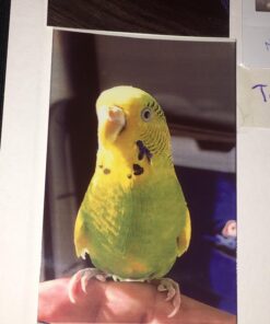 HP Sprocket Portable Color Photo Printer, Print Social Media Photos on 2x3" Sticky-Backed Paper - Black (X7N08A) 67 71clHwSEdBL