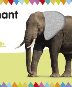 My First Touch and Feel Picture Cards: Animals (My First Board Books) 35 71cmbz2 LqL