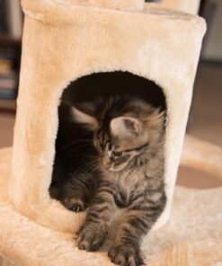 Go Pet Club Classic Cat Tree, Faux Fur Finish, Sisal Rope Scratcher, 62"H, Beige 59 71cn7E7hbL