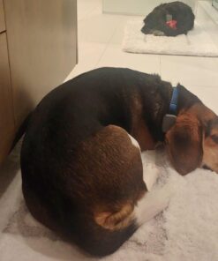 Whistle 3 / GPS Pet Tracker & Activity Monitor / Grey 56 71cp2cNhB2L