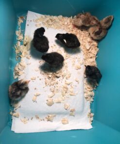 HatchMate™ Egg Incubator with Automatic Egg Turning and Humidity. Small & Portable for Hatching 9-12 Eggs. Hatch Chickens Quail Duck Turkey Parakeet & More Tabletop Incubator for Home or School Classroom 38 71csOtyYMPL