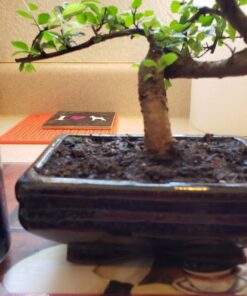 9GreenBox Chinese Elm Bonsai Tree Style 8 63 71cw4fNYU1L