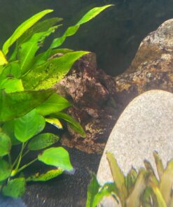 Seachem PhosGuard, 100 mL bagged - 67101850 28 71cwW1MevL