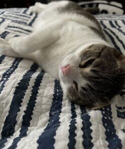 Sunbeam Royal Ultra Fleece Heated Electric Blanket Twin Size, 84" x 62", 12 Heat Settings, 12-Hour Selectable Auto Shut-Off, Fast Heating, Machine Washable, Warm and Cozy, Admiral Blue Royal Ultra Blanket 35 71cxLHJbJLL