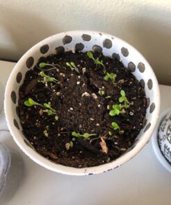 Seed Needs, Large 2.1 Ounce Package of 30,000+ Dazzling Blue Wildflower Seeds for Planting (99% Pure Live Seed Butterfly Attracting Wildflower Mixture - NO Filler) - Bulk 63 71cxdQoHcCL