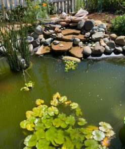 Summit Clear-Water Barley Straw Pond Treatment, 2-Pack, Treats upto 2000 Gallons, 1000 Gallons per Bale Treats 2000 Gallons 31 71czXCnEF3L