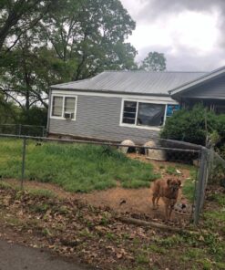 BLACK+DECKER String Trimmer with Auto Feed, Electric, 6.5-Amp, 14-Inch (BESTA510) 31 71czpsyVShL