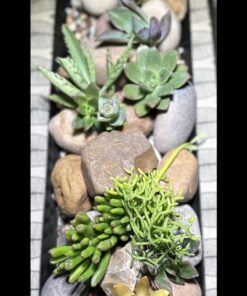 FATPLANTS 10 Living Succulent Cuttings 60 71d1m58R1lL