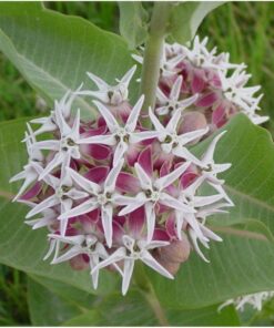 Seed Needs, Milkweed Seed Packet Collection to Attract Monarch Butterflies (6 Individual Seed Varieties to Plant) Heirloom & Untreated Seeds 6 Pack 26 71d4cr7B8L