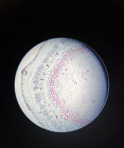 SWIFT SW350T 40X-2500X Magnification, Siedentopf Head, Research-Grade Trinocular Compound Lab Microscope with Wide-Field 10X and 25X Eyepieces, Mechanical Stage, Abbe Condenser, Camera-Compatible 46 71d7UU9ZL2L