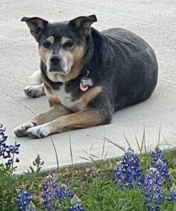 Milk-Bone Soft & Chewy Dog Treats, Beef & Filet Mignon Recipe, 25 Ounce Original 25 Ounce (Pack of 1) 42 71d8 P2d4EL