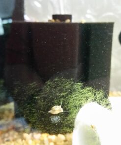 uxcell XINYOU XY-380 Aquarium Fish Tank Biochemical Sponge Filter, 4-1/2-Inch (1-Pack) 1-pack 25 71d8MWjGA7L