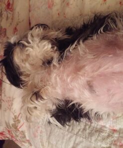 Veterinary Formula Clinical Care Hot Spot & Itch Relief Medicated Shampoo for Dogs and Cats 16oz – Helps Alleviate Sensitive Skin, Scratching, and Licking of Coat 40 71d8TuxxSwL