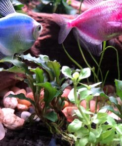 Staurogyne Repens Tissue Cultured - Foreground Aquarium Plant 41 71d8f1Uw6L