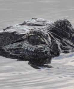 Nikon COOLPIX P900 Digital Camera (Black) 101 71dDChTT5fL