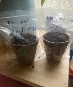 Plant Theatre Bonsai Tree Kit - Indoor Plant Growing Kit w/ 3 Mini Bonsai Seed Packs, 6 Pots, 6 Peat Discs and 6 Propagator Bags - Gardening Gifts for Men, Women and Room Decor - Crafts for Adults 56 71dFvhpCMzL