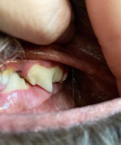 Proden PlaqueOff Dental Care for Dogs and Cats, 180gm 36 71dG rVBkIL