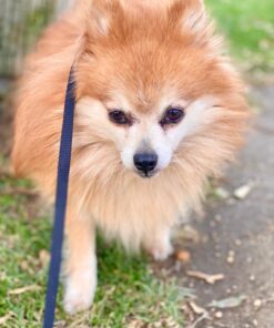 Purina Fortiflora Probiotics for Dogs, Pro Plan Veterinary Supplements Powder Probiotic Dog Supplement ,30 Count (Pack of 1) Powder Sachets 30 Count (Pack of 1) 31 71dGT8638VL 1