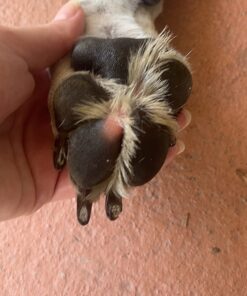 Paw Nectar Dog Paw Balm - Heals, Repairs & Restores Dry, Cracked & Damaged Paws - 100% Organic & Natural Cream Butter, Wax, Moisturizer & Protection for Dog Feet & Foot Pads - Effective & Safe - 2 Oz 43 71dHfxegr L