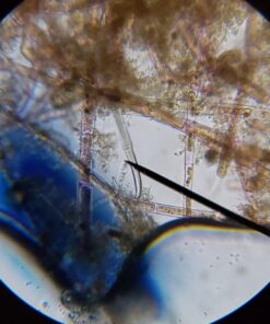 AmScope M150C-I 40X-1000X All-Metal Optical Glass Lenses Cordless LED Student Biological Compound Microscope 43 71dIKapp4zL