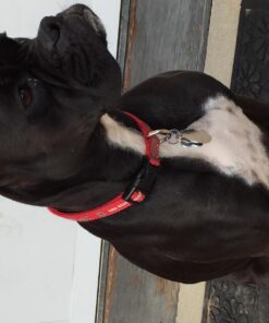 IAMS Adult High Protein Large Breed Dry Dog Food with Real Chicken, 30 lb. Bag 30 Pound (Pack of 1) 40 71dMwPlg gL