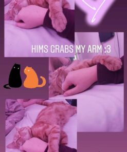 FELINE GREENIES SMARTBITES Skin & Fur Crunchy and Soft Natural Cat Treats, Chicken Flavor, 2.1 oz. Pack 2.1 Ounce (Pack of 1) 40 71dRg4VquqL