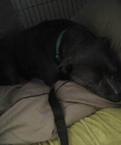 Majestic Pet Rectangle Large Dog Bed Washable – Non Slip Comfy Pet Bed – Dog Crate Bed Super Value Pillow Dog Bed – Dog Kennel Bed for Sleeping - Dog Bed Large Breed 46 x 35 Inch – Solid Khaki 46.0"L x 35.0"W x 7.0"Th 38 71dSkptgmUL