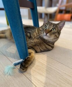 HEXBUG nano Robotic Cat - Interactive Automated Toy, Stimulate Hunting Instinct of Your Feline and Create Exercising Opportunities - Ships Assorted 22 71dUX9fjmL