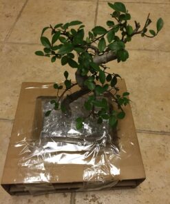 9GreenBox Chinese Elm Bonsai Tree Style 8 52 71dWLMzYWEL