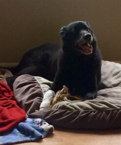 Loving Pets Gobble Stopper Slow Feeder Large 17 71dYR2y97wL