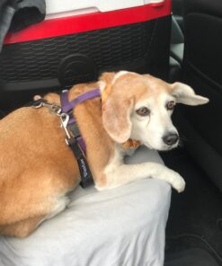 Vastar 2 Packs Adjustable Pet Dog Cat Car Seat Belt Safety Leash Vehicle Seatbelt Harness Black 28 71dZO7Up9cL