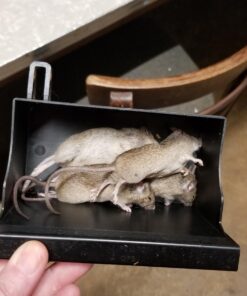 Victor M260 Indoor Multi-Kill Humane Electronic Mouse Trap - No Touch, No See Electronic Instant Kill Mouse Trap – Kills & Holds Up to 10 Mice Per Setting 1 Trap 33 71dZXTDyLkL