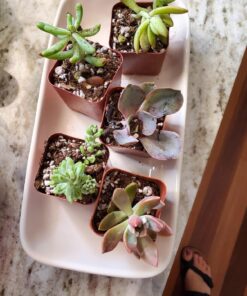 Shop Succulents Unique Succulent Plant Pack Collection - Live Mini Succulent Plants, Low Maintenance, Exceptional Colors & Textures - Wedding and Party Favors, Gift & Garden, Pack of 4 4-Pack Succulent Packs 33 71daYIGO5PL