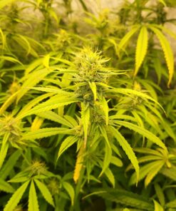 General Hydroponics FloraNectar FruitnFusion, Sweetener, 0-0-1, 1 qt., White 24 71diHpbJ0tL