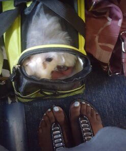 Paws & Pals Airline Approved Pet Carrier - Soft-Sided Carriers for Small Medium Cats and Dogs Air-Plane Travel On-Board Under Seat Carrying Bag with Fleece Bolster Bed for Kitten Cat Puppy Dog Taxi Green 56 71dnTy1TMuL