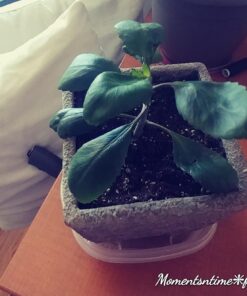 Espoma Organic Potting Soil Mix - All Natural Potting Mix For All Indoor & Outdoor Containers Including Herbs & Vegetables. For Organic Gardening, 8qt. bag. Pack of 1 44 71dqAxd9huL 1